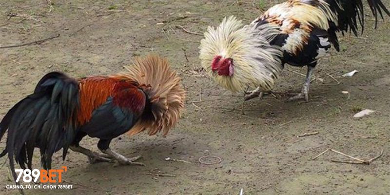 Đá Gà 789bet - Đấu Trường Chiến Kê Cực Đỉnh, Hợp Pháp - Ảnh 2