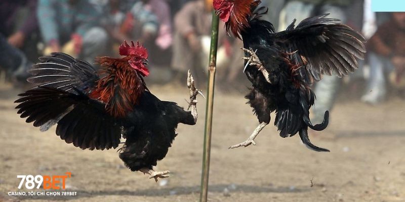 Đá Gà 789bet - Đấu Trường Chiến Kê Cực Đỉnh, Hợp Pháp - Ảnh 3