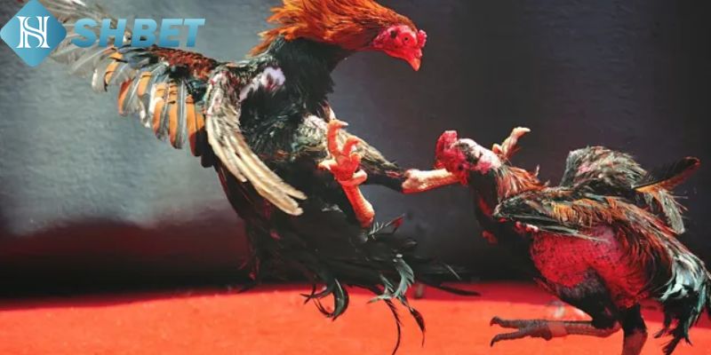Đá Gà Cựa Tròn Shbet – Trải Nghiệm Cá Cược Thú Vị Nhất - Ảnh 1