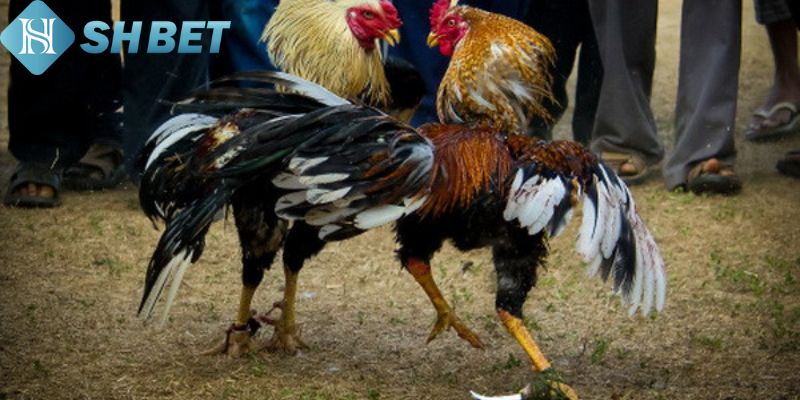 Đá Gà Cựa Tròn Shbet – Trải Nghiệm Cá Cược Thú Vị Nhất - Ảnh 2