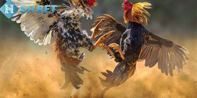 Đá Gà Cựa Tròn Shbet – Trải Nghiệm Cá Cược Thú Vị Nhất - Ảnh 3