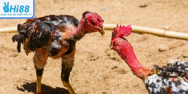 Hi88 - Đá Gà Kịch Tính, Đẳng Cấp Và An Toàn Số 1 Châu Á - Ảnh 1