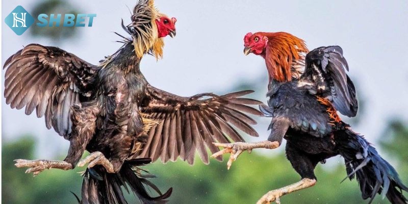 Đá gà Shbet – Kinh nghiệm chơi và chọn chiến kê bất bại - Ảnh 2