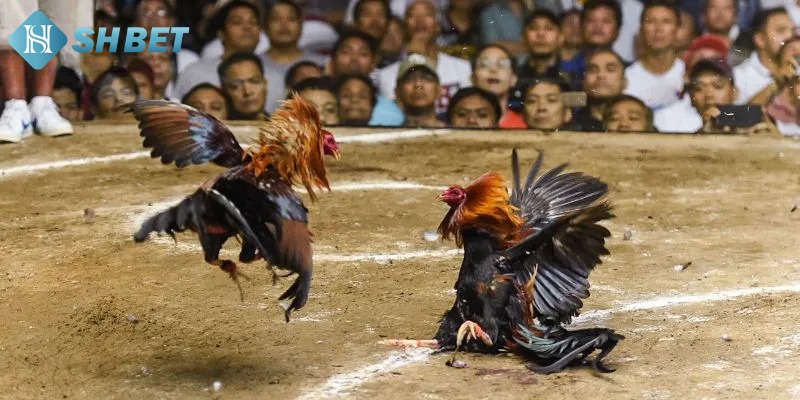 Đá gà Shbet – Kinh nghiệm chơi và chọn chiến kê bất bại - Ảnh 3