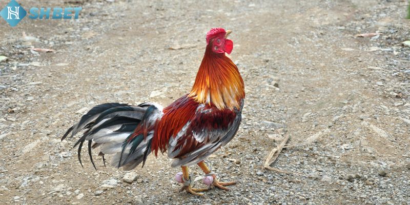 Đá Gà Thomo - Sân Chơi Đấu Gà Hấp Dẫn Tại Sân Chơi Shbet - Ảnh 1