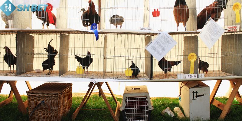 Đá Gà Thomo - Sân Chơi Đấu Gà Hấp Dẫn Tại Sân Chơi Shbet - Ảnh 3
