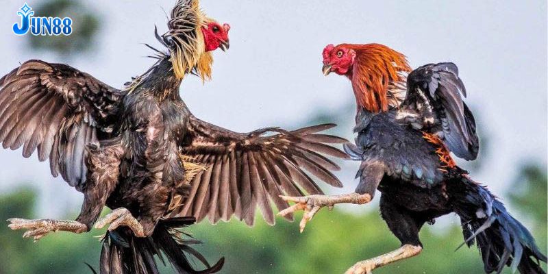 Đá Gà Jun88 – Tham Gia Trận Đá Gà Trực Tuyến Đỉnh Cao - Ảnh 4