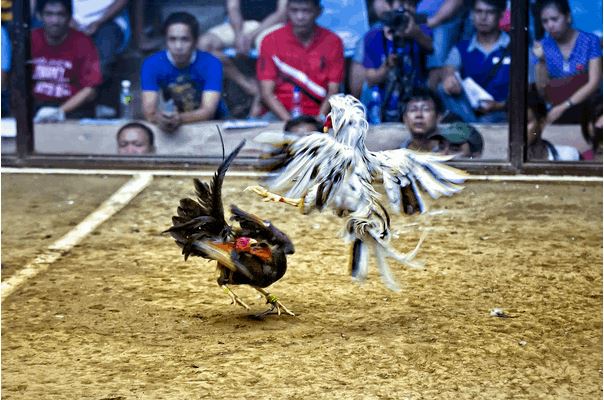 Đá gà 12bet – Khám phá thế giới cá cược đỉnh cao cùng chiến kê huyền thoại - Ảnh 1