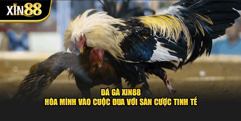Đá Gà Xin88 – Hòa Mình Vào Cuộc Đua Với Sàn Cược Tinh Tế - Ảnh 1