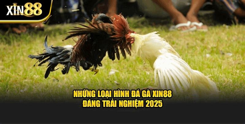 Đá Gà Xin88 – Hòa Mình Vào Cuộc Đua Với Sàn Cược Tinh Tế - Ảnh 3