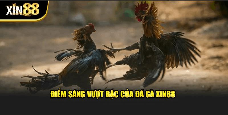 Đá Gà Xin88 – Hòa Mình Vào Cuộc Đua Với Sàn Cược Tinh Tế - Ảnh 4