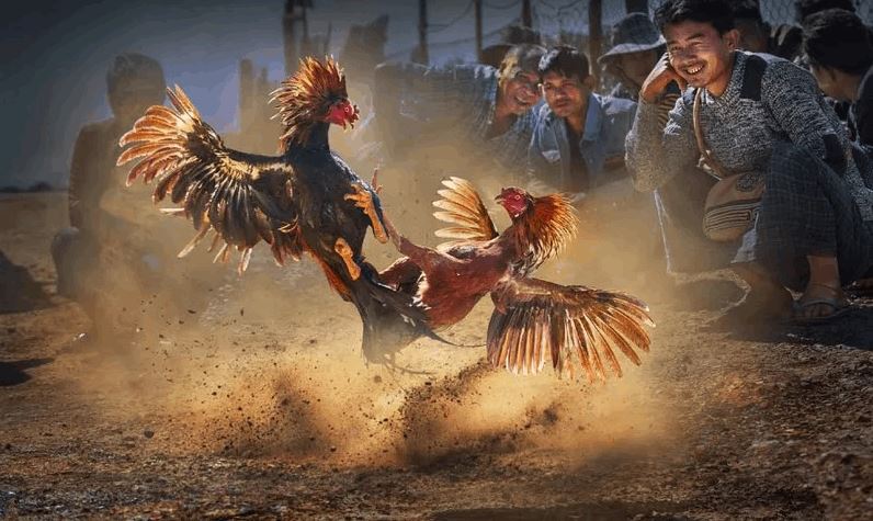 Khám phá bí mật cá cược Đá Gà Saowin – Cơ hội trúng thưởng cực cao! - Ảnh 2