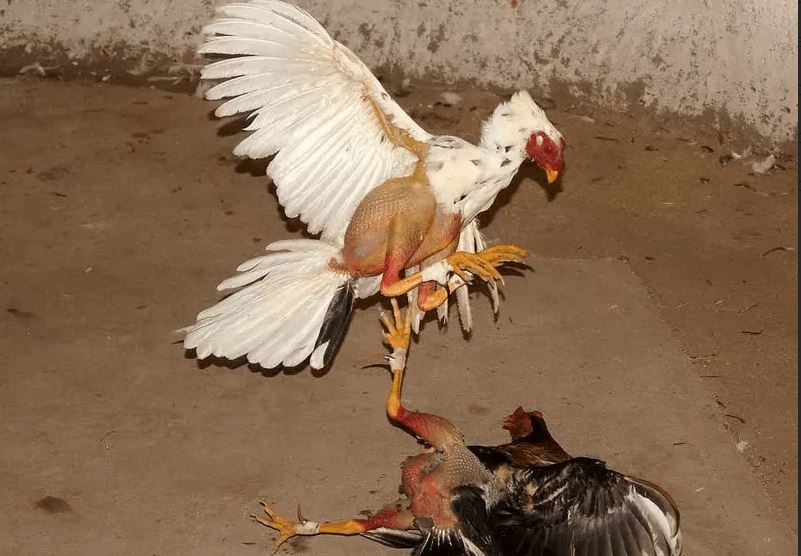 Khám phá bí mật cá cược Đá Gà Saowin – Cơ hội trúng thưởng cực cao! - Ảnh 3